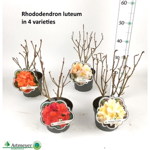 Rhod Luteum 4 Kleuren Mixk