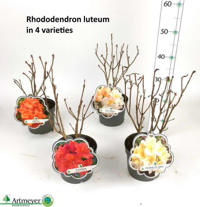 <h4>Rhod Luteum 4 Kleuren Mixk</h4>