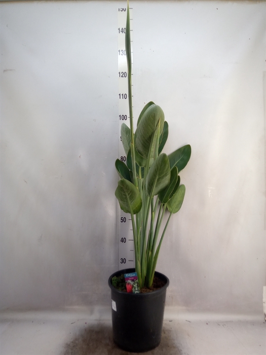 <h4>Strelitzia reg.</h4>