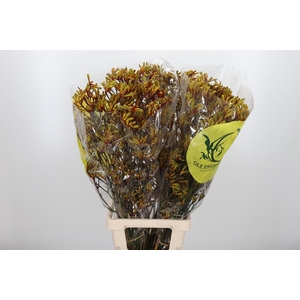 Anigozanthos Orange Velvet