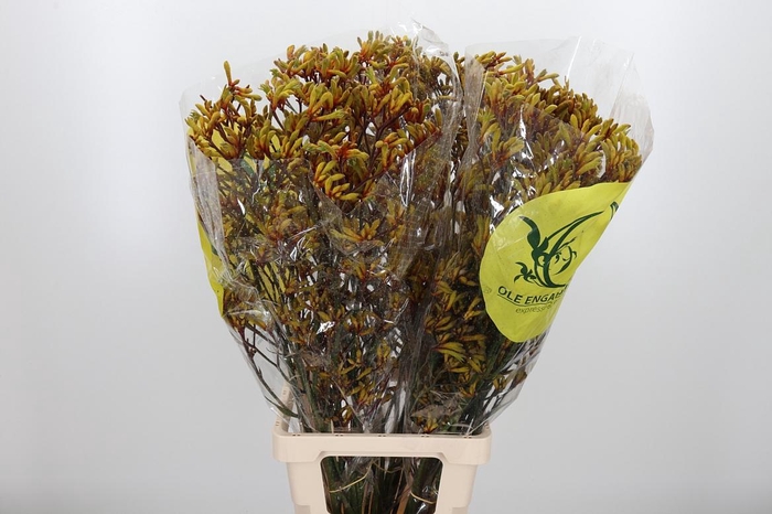 <h4>Anigozanthos Orange Velvet</h4>