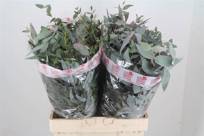 <h4>EUC GEM P BOS</h4>