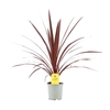 Cordyline Red Star