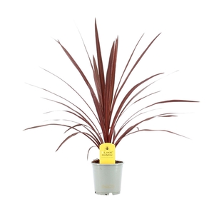 Cordyline Red Star