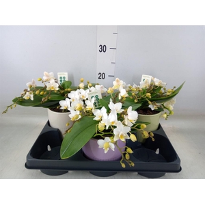 Phalaenopsis   ...white