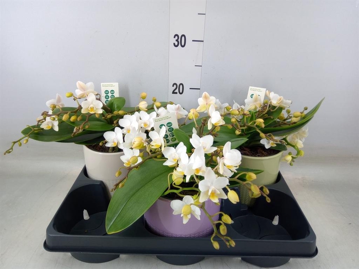<h4>Phalaenopsis ...white</h4>