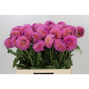 Dahlia Barbados
