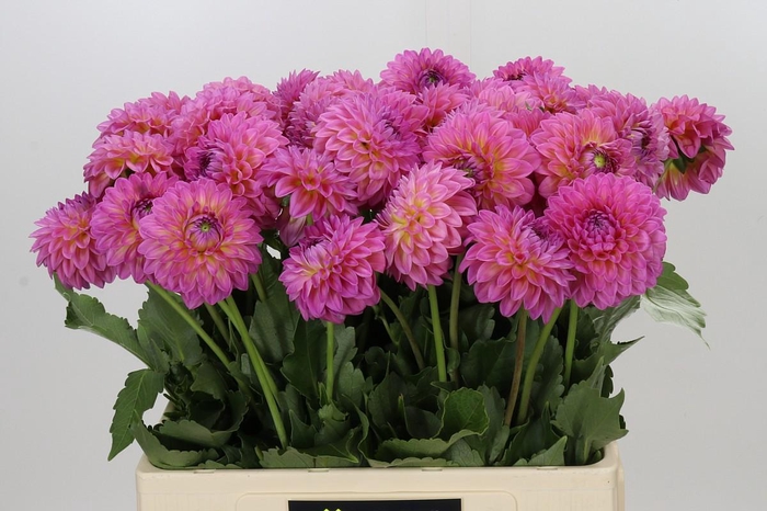 <h4>Dahlia Barbados</h4>