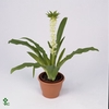 Eucomis autumnalis
