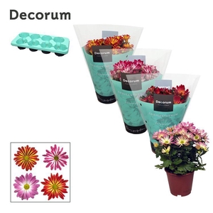 Chrysanne® Margarita Bicolor Mix