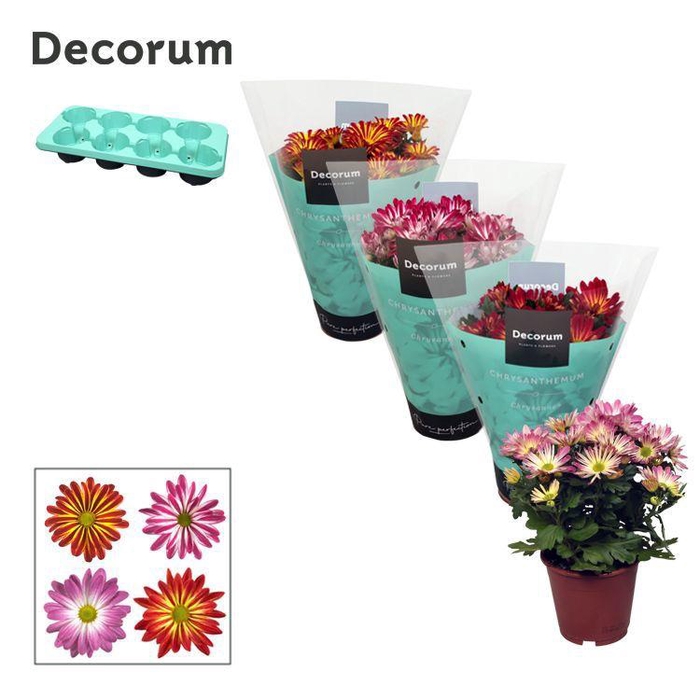 <h4>Chrysanne® Margarita Bicolor Mix</h4>