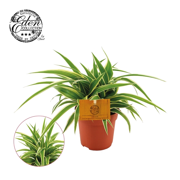 <h4>Chlorophytum Ocean 10,5cm</h4>