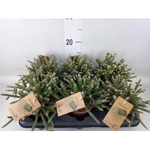 Rhipsalis baccifera subsp. horrida