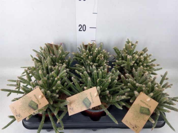 <h4>Rhipsalis baccifera subsp. horrida</h4>