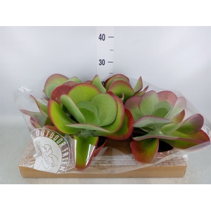 Kalanchoe NF thyrsiflora