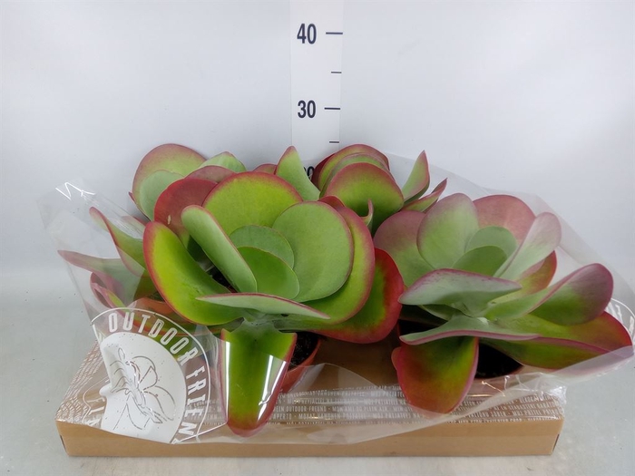 <h4>Kalanchoe NF thyrsiflora</h4>