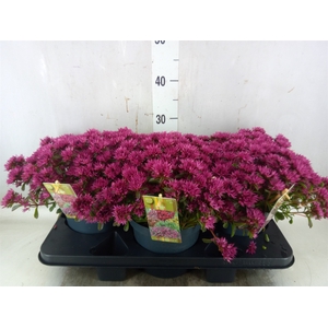 Sedum spurium 'Spot on deep Rose'