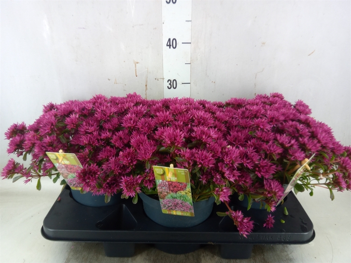 <h4>Sedum spurium 'Spot on deep Rose'</h4>