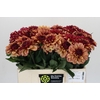 Dahlia Creme de Cognac