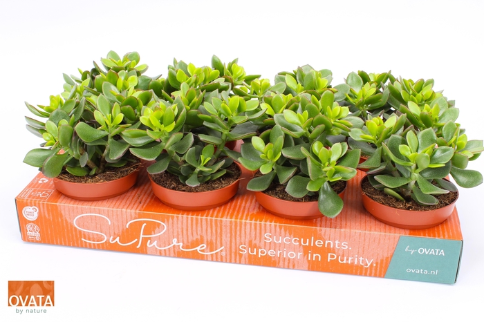 <h4>arr8 Crass Minova Magic</h4>