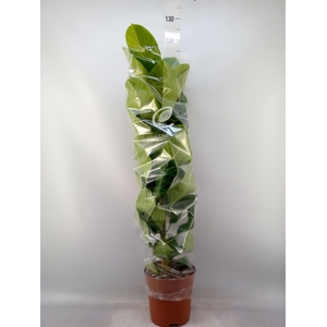 Ficus altissima
