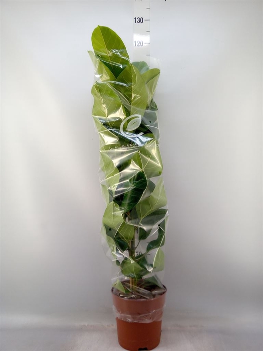 <h4>Ficus altissima</h4>