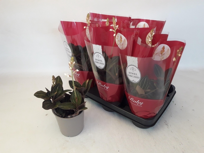 <h4>LUD DISCOLOR</h4>