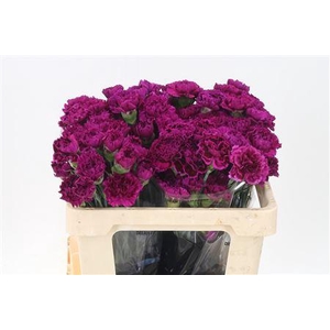 Di St Std Nobbio Violet