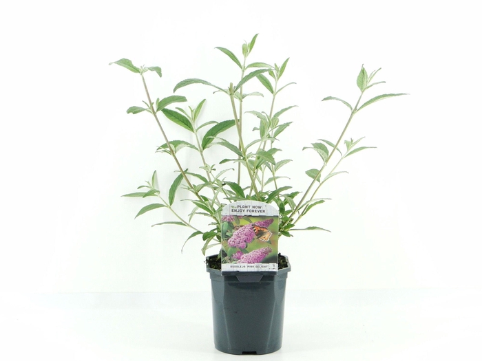 <h4>Buddleja dav. Pink Delight</h4>
