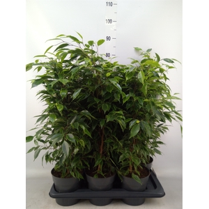 Ficus benja. 'Anastasia'
