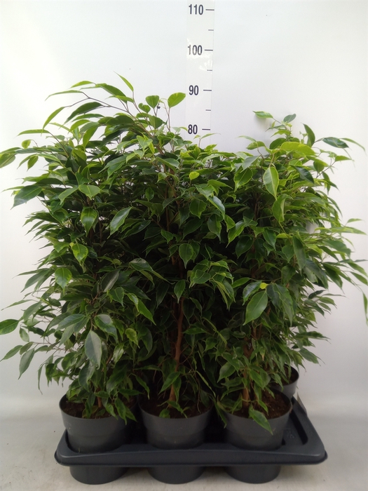 <h4>Ficus benja. 'Anastasia'</h4>