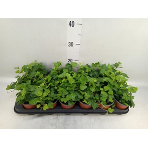 Hedera helix 'Wonder'