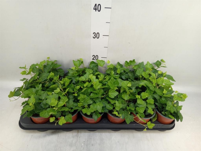 <h4>Hedera helix 'Wonder'</h4>