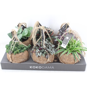 arr3 Kokoplant - Smit collection mix x6