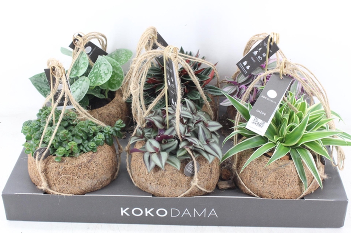 <h4>arr3 Kokoplant - Smit collection mix x6</h4>