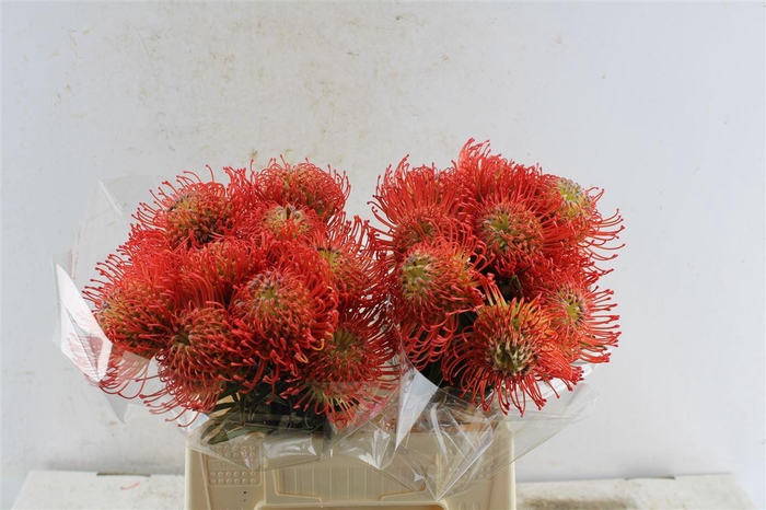 <h4>Leuco Co Succession</h4>