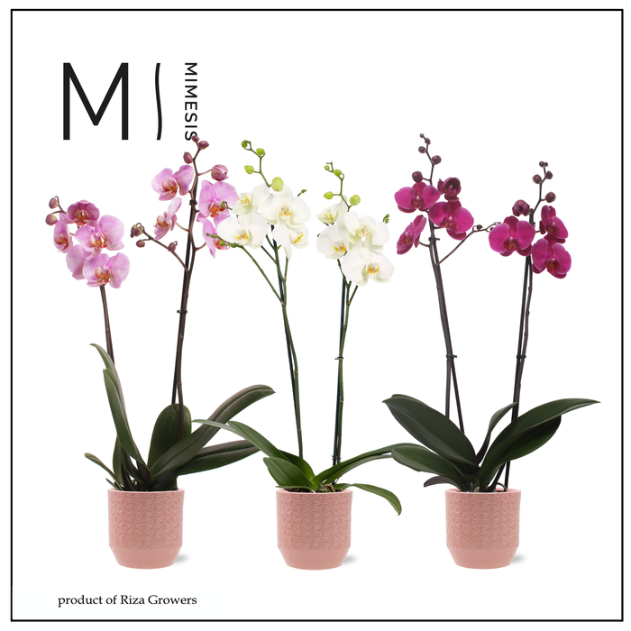 <h4>Phalaenopsis Love Mix 2 spike - 12cm in Tala Pink | Mimesis</h4>