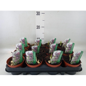 Fritillaria meleagris