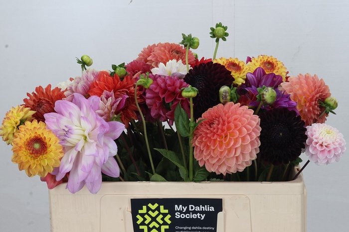 <h4>Dahlia Luxe Gemengd in bos</h4>