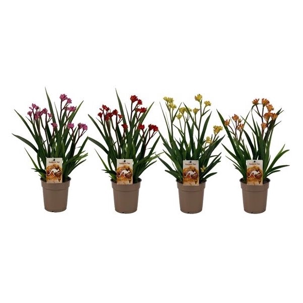 <h4>Anigozanthos Beauty Mix in Tray</h4>