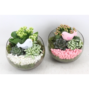 arr2 PL - Glas bol schuin x5 - roze/wit