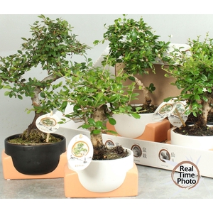 BONSAI GEM
