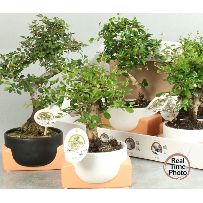<h4>BONSAI GEM</h4>