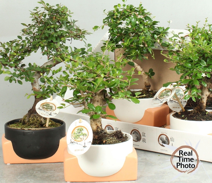 <h4>BONSAI GEM</h4>