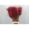 Bromelia Red Paloma