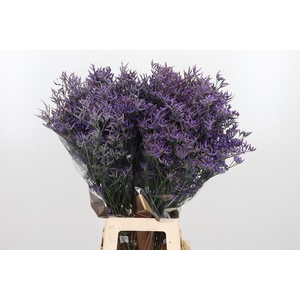 Lim Safora Dark Blue
