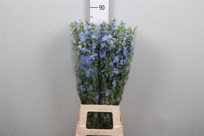 <h4>Delph En Ballkleid</h4>