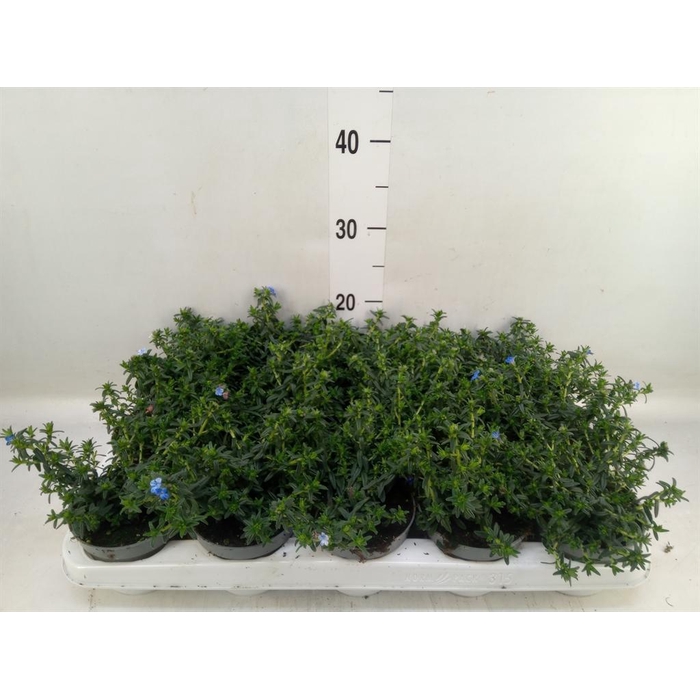 <h4>Glandora diffusa</h4>