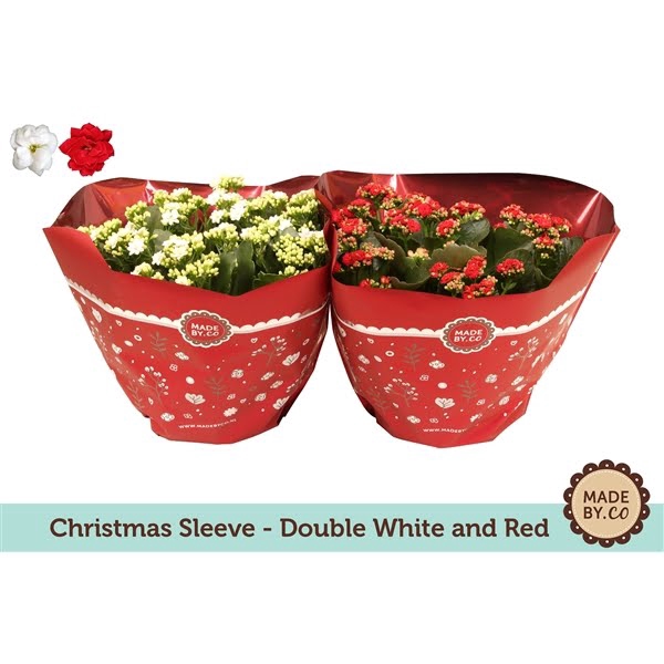 <h4>Christmas Kalanchoë Double Red and White</h4>