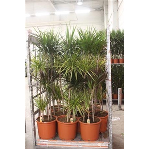 Dra Gem 120-90-6-30 4 Stekken